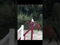 Neytiri de Vima - Jument de 3 ans