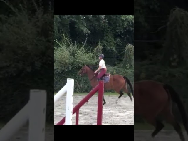 Neytiri de Vima - Jument de 3 ans