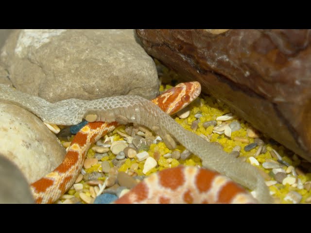 Неожиданная встреча ангарчан с экзотическим животным