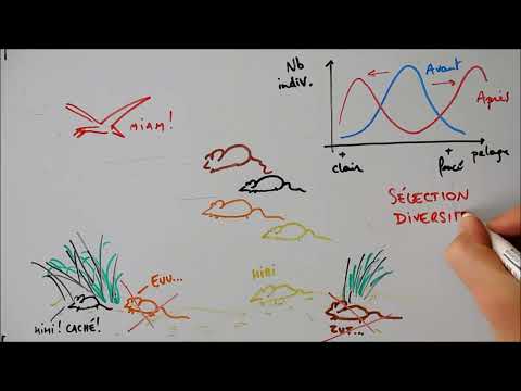 Effets de la sélection naturelle : diversifiante, stabilisante et directionnelle