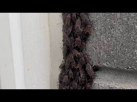 Boxelder Bugs in Every Corner of the Home in Mantoloking, NJ