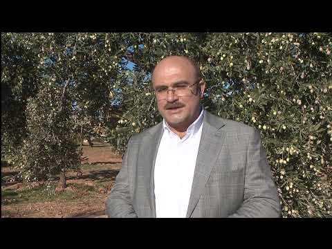 Nizip’te Zeytin Hasadı