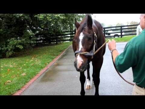 AP INDY Lane's End. Oct 2013