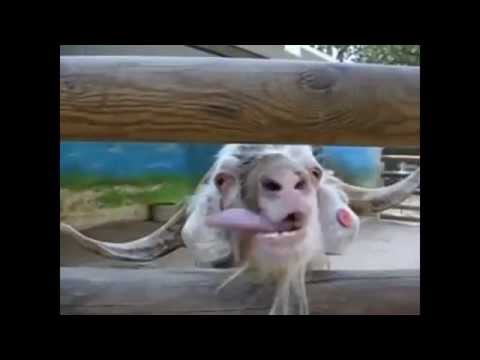 Compilation ultime de chèvres drôles