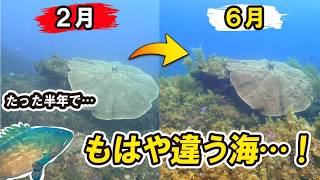 クエの根城を２月と６月で比較したら魚も環境も全く違う海になっていた…！