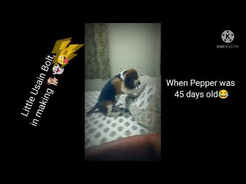 Usain Bolt in making 👻, Pepper at her best 🐕