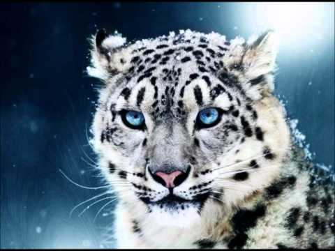 DJ Nukem vs. Chab - Shaïva (Heavy Duty Mix)