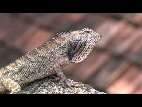 Calotes display in mating season | Close-up view