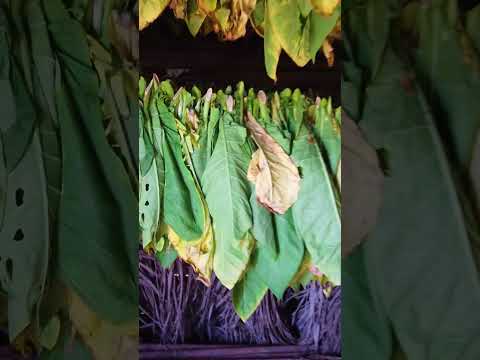 Hay lugares que te dejan sin palabras, y Viñales es uno de ellos. 🌿