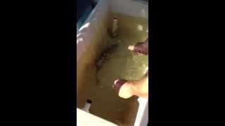 Bill Engvall dork fish