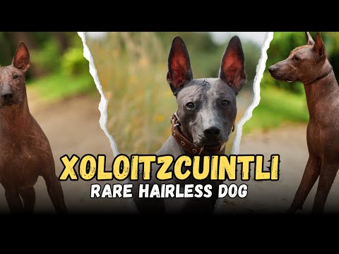 Xoloitzcuintli, Rare Hairless Dog Breeds, Buying Cost, Diet, Care Sheet Guide for Beginners