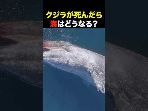 クジラが死んだら海で何が起きる？【雑学】