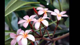 Cradle Orchestra Ooo La La feat  Nieve Jean Curley