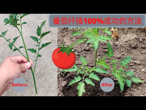 番茄的侧枝不要扔 插在水里就生根 II 番茄扦插繁殖100%成功的方法