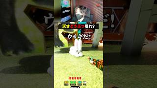 天才動物な隠れ方【めっちゃカメレオン】 #shorts #めっちゃカメレオン #かくれんぼ #mecchachameleon