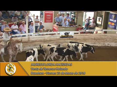 23-03-18 Venta de Terneros Holando - Jauregui Lorda Haciendas - Brandsen