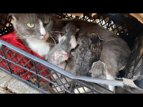 Newborn kittens and Sweet Mother cat. Kittens are very small. 😍🐈