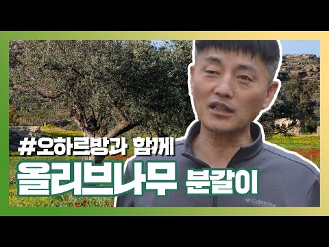 「올리브나무 [olive-]」의 한국수어 표현