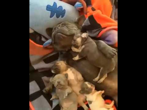 Dogs family sleeping