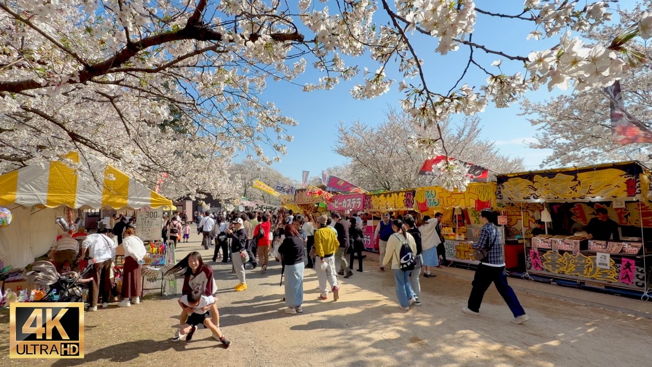Cherry blossom festival was so lively in the gongendo park Saitama Japan 【権現堂公園】