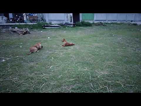 Why these dogs are doing like this?Are they playing or it's an abnormal behavior for any deseas?