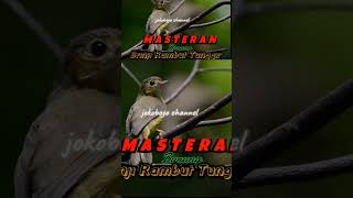 Download lagu burung brinji, cocok untuk masteran cucak ijo #kicaumania #masterangerejatarung #burungbrinji mp3