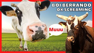  SOM DO BOI BERRANDO    |  Som da VACA Mugindo  |  Bezerro berrando  | Vaca Berrando