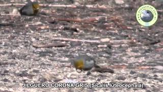 preview picture of video 'Jilguero Corona Gris Sicalis luteocephala1'