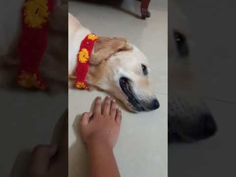 My pup is the most weird and the cutest dog in the world!