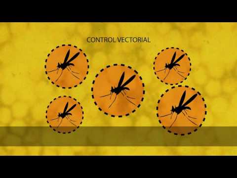 ¿Qué es la fiebre amarilla? ¿cómo se combate?