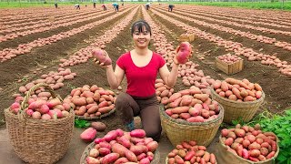 Harvesting Tons of Red Potatoes to Sell at the Village Market, Animals Care | Phương Farm Life