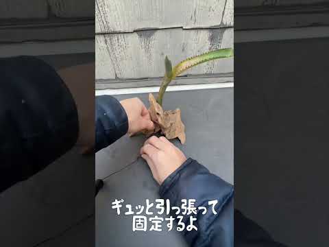 園芸 エクメア デル マール