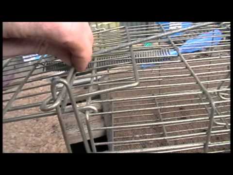 Whole Family Rat Cage Trap