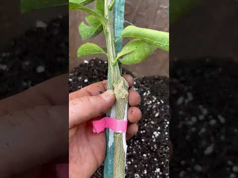 99% of citrus trees are grafted 🍊