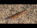 Slug Moving Slowly Across Sand and Pebbles, Shadow Preceding, Slime Trailing
