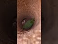Indian Ringneck Nesting Inside A Palm Tree