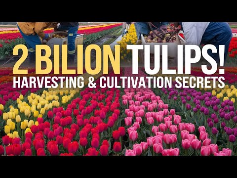 How 2 Billion Tulip Bulbs Are Produced and Harvested |Tulips Cultivation Technique#TulipFields#tulip