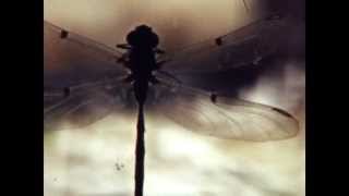 TIGERTOWN - What You Came Here For (Official Video)