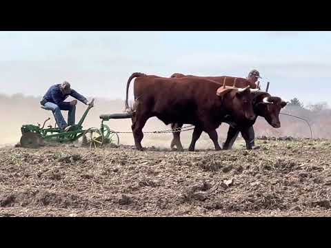 Plowing & Harrowing- April 15, 2023 #oxen #farming #history #cattle #plowing