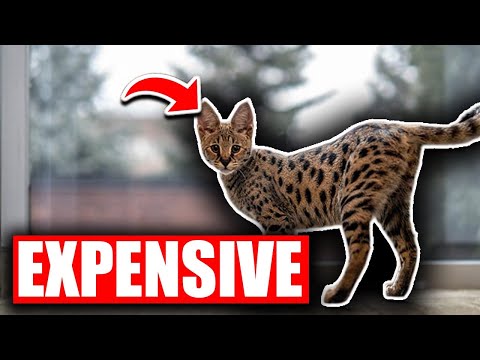 A Look At The Most Expensive Cat! Savannah Cats 1
