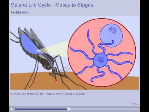 The Malaria Lifecycle - Mosquito Stages