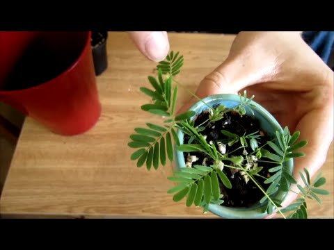 How To Grow Sensitive Plants from Seed