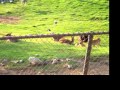 Wild Animal Park Tram 06 19 2004