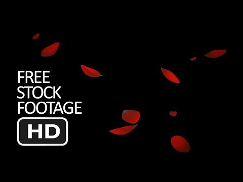 Free Stock Footage - Falling Rose Petals