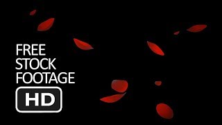 Free Stock Footage - Falling Rose Petals