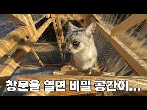 아픈 고양이를 위해 아빠가 만들어준 작은 공간