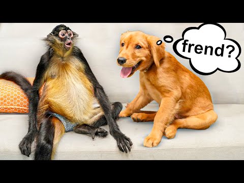 My Puppy REACTS to a Real Monkey! 🐵