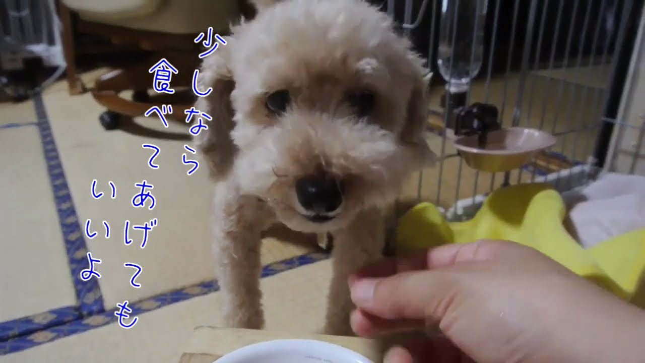 レオのルーティーン朝ごはん