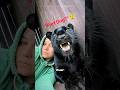 ​The Hidden Truth About Black Panthers! (Part Cat, Part Dog?) 🐆"#viral #usa #ytshorts #shorts