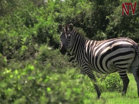  Discovering the treasures of Lake Mburo National Park